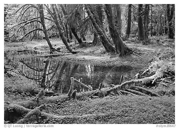 Pond in lush rainforest. Olympic National Park (black and white)