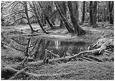 Pond in lush rainforest. Olympic National Park ( black and white)