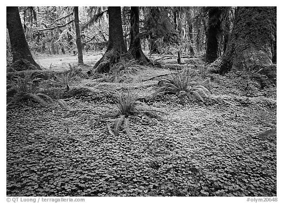 Trilium and ferns in lush rainforest. Olympic National Park, Washington, USA.