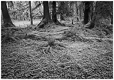 Trilium and ferns in lush rainforest. Olympic National Park, Washington, USA. (black and white)