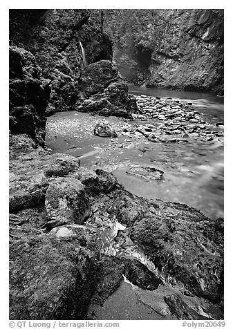 Mossy rocks and stream. Olympic National Park, Washington, USA.