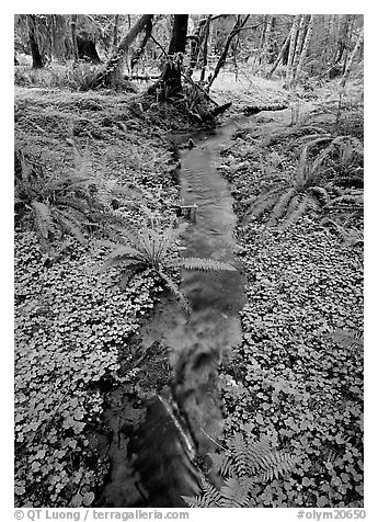 Creek in Quinault rain forest. Olympic National Park, Washington, USA.