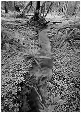 Creek in Quinault rain forest. Olympic National Park ( black and white)