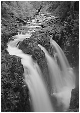 Sol Duc river and falls. Olympic National Park, Washington, USA. (black and white)