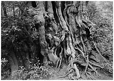 Huge cedar tree. Olympic National Park, Washington, USA. (black and white)