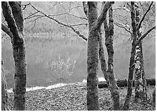 Mossy trees in late autumn and turquoise reflections, Crescent Lake. Olympic National Park ( black and white)