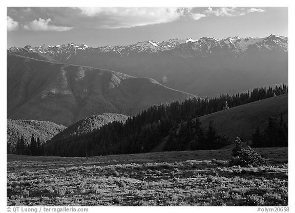 Meadow with wildflowers, ridges, and Olympic Mountains. Olympic National Park, Washington, USA.