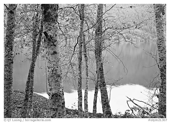Trees with textured trunks and green leaves on shore of Crescent Lake. Olympic National Park (black and white)