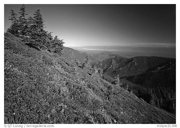 Looking towards the Strait of San Juan de Fuca from Hurricane hill. Olympic National Park (black and white)
