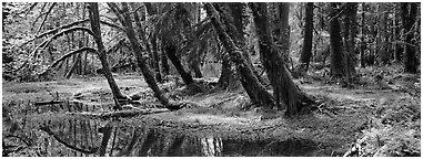 Rainforest pond. Olympic National Park (Panoramic black and white)
