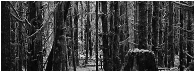 Temperate rainforest. Olympic National Park (Panoramic black and white)
