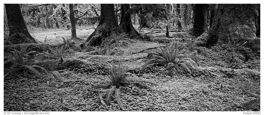Rainforest forest floor. Olympic National Park (black and white)