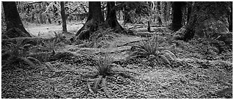 Rainforest forest floor. Olympic National Park (Panoramic black and white)