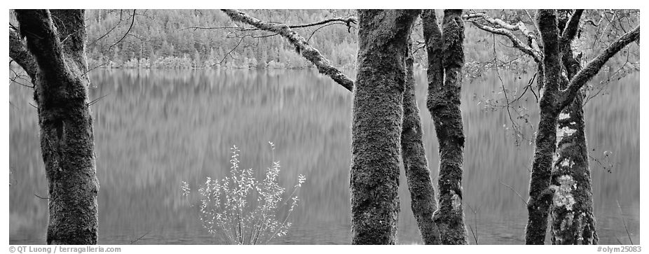Mossy trees and turquoise lake. Olympic National Park (black and white)