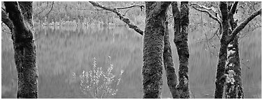 Mossy trees and turquoise lake. Olympic National Park (Panoramic black and white)