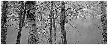 Tranquil trees and Crescent Lake. Olympic National Park (Panoramic black and white)