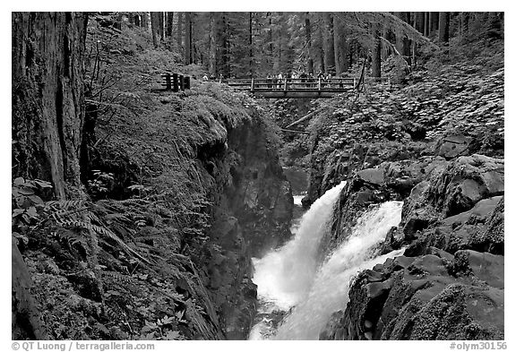 Soleduc falls and bridge. Olympic National Park, Washington, USA.