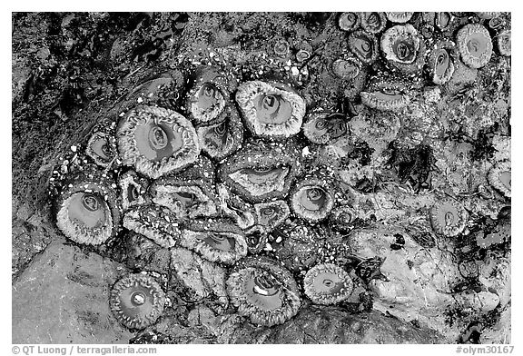 Green anemones on rock at low tide. Olympic National Park, Washington, USA.