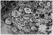 Green anemones on rock at low tide. Olympic National Park, Washington, USA. (black and white)