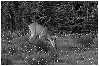 Deer grazing amongst lupine. Olympic National Park, Washington, USA. (black and white)