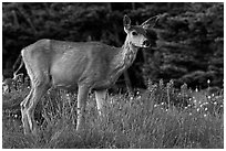 Deer in meadow with lupine. Olympic National Park, Washington, USA. (black and white)