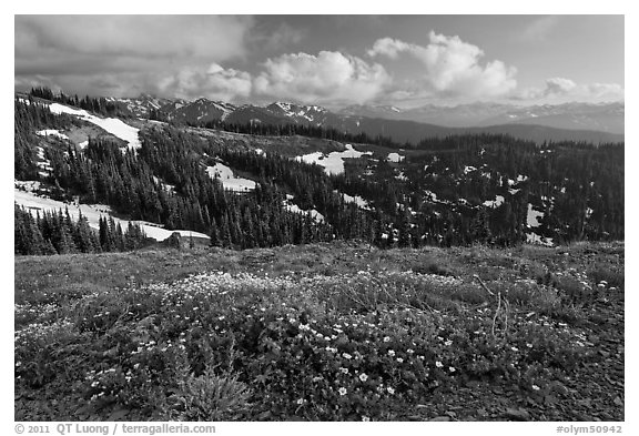 Wildflowers, hills, and Olympic mountains. Olympic National Park, Washington, USA.