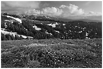Wildflowers, hills, and Olympic mountains. Olympic National Park, Washington, USA. (black and white)