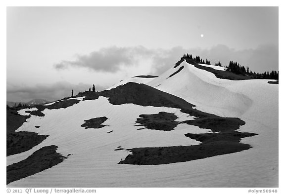 Neve on hill at dusk near Obstruction Point. Olympic National Park, Washington, USA.