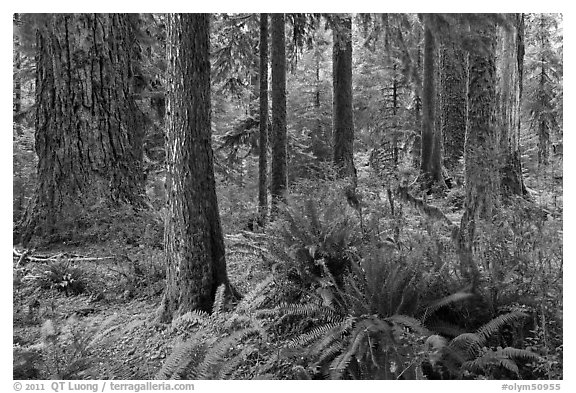 Ferns and trees, Hoh rain forest. Olympic National Park (black and white)