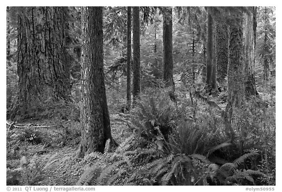 Ferns and trees, Hoh rain forest. Olympic National Park, Washington, USA.