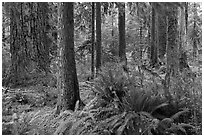 Ferns and trees, Hoh rain forest. Olympic National Park, Washington, USA. (black and white)