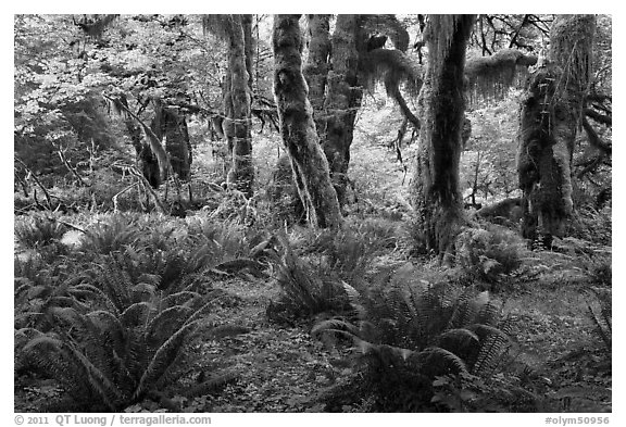 Grove of maple trees covered with epiphytic spikemoss. Olympic National Park, Washington, USA.