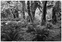 Grove of maple trees covered with epiphytic spikemoss. Olympic National Park, Washington, USA. (black and white)