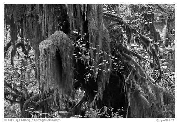 Hall of Mosses,  Hoh rain forest. Olympic National Park, Washington, USA.