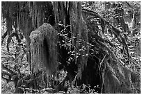 Hall of Mosses,  Hoh rain forest. Olympic National Park ( black and white)