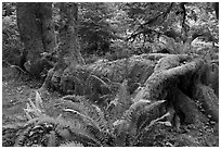 Tree falling on fallen tree, Hoh rainforest. Olympic National Park, Washington, USA. (black and white)