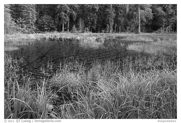 Dark pond, Hoh rain forest. Olympic National Park, Washington, USA.