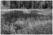 Dark pond, Hoh rain forest. Olympic National Park, Washington, USA. (black and white)