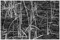Grasses and black pond water. Olympic National Park, Washington, USA. (black and white)