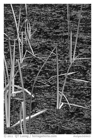 Reeds and stagnant water. Olympic National Park, Washington, USA.