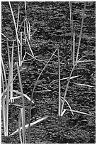 Reeds and stagnant water. Olympic National Park, Washington, USA. (black and white)