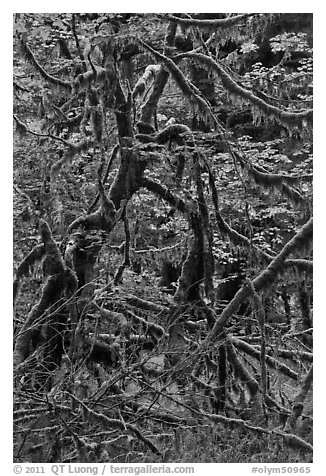 Trees and mosses, Hoh rainforest. Olympic National Park, Washington, USA.