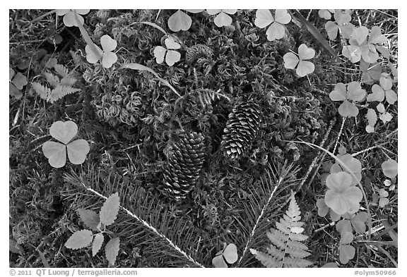Forest floor, Hoh rain forest. Olympic National Park (black and white)