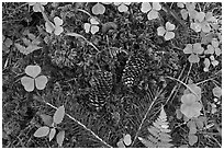 Forest floor, Hoh rain forest. Olympic National Park ( black and white)