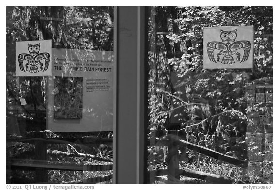 Rain forest, Hoh rain forest visitor center window reflexion. Olympic National Park, Washington, USA.