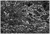 Branches and berries, Quinault rain forest. Olympic National Park, Washington, USA. (black and white)