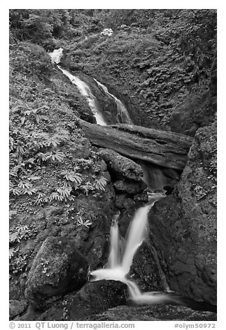 Merriman Falls. Olympic National Park, Washington, USA.