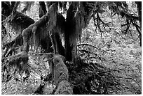 Moss-covered old tree in Hoh rainforest. Olympic National Park, Washington, USA. (black and white)