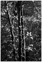 Backlit maple trees, July Creek. Olympic National Park ( black and white)