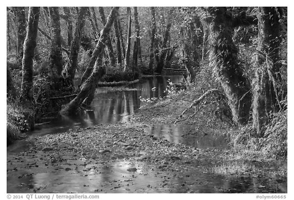 Creek, Maple Glades, Quinault. Olympic National Park (black and white)